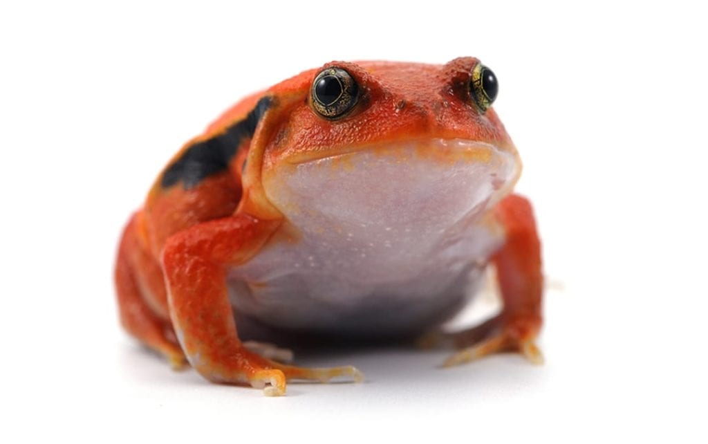 Tomato Frog Facts - CRITTERFACTS