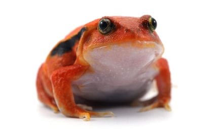 Tomato Frog