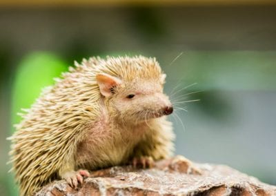 Tenrec climbing up a rock