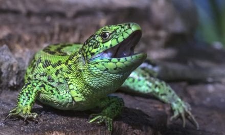 Sand Lizard