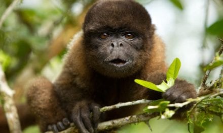 Woolly Monkey