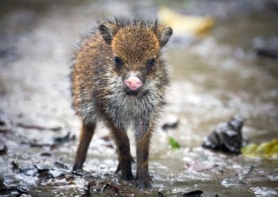 baby collared peccary