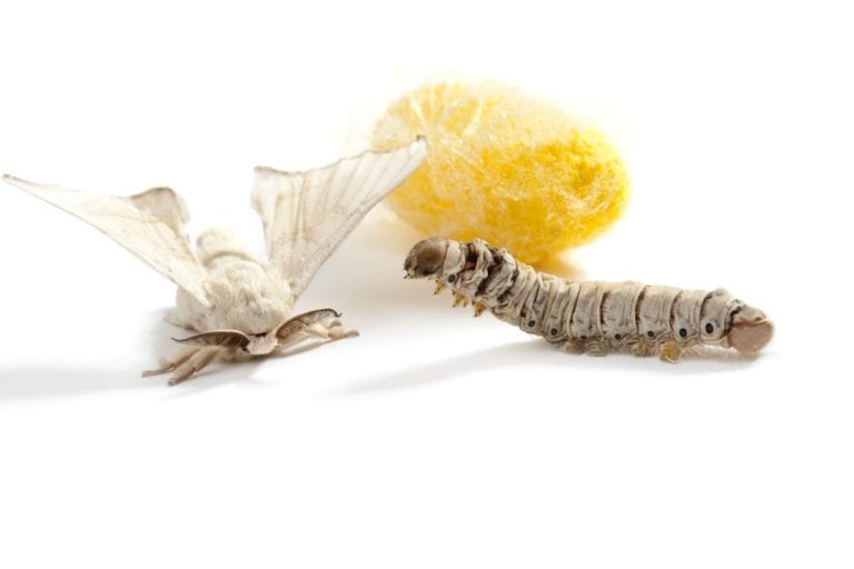 Silkworm Facts | CRITTERFACTS