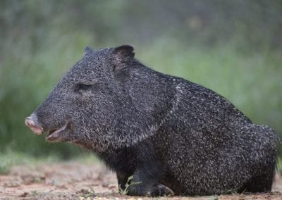 collared peccary in Rio Grande Valley of southern Texas