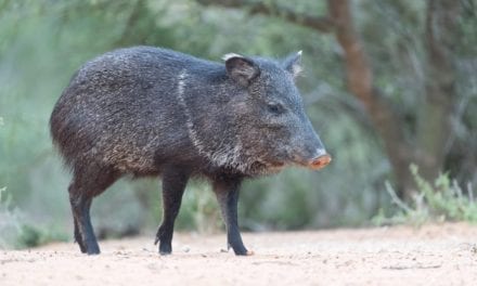 Collared Peccary