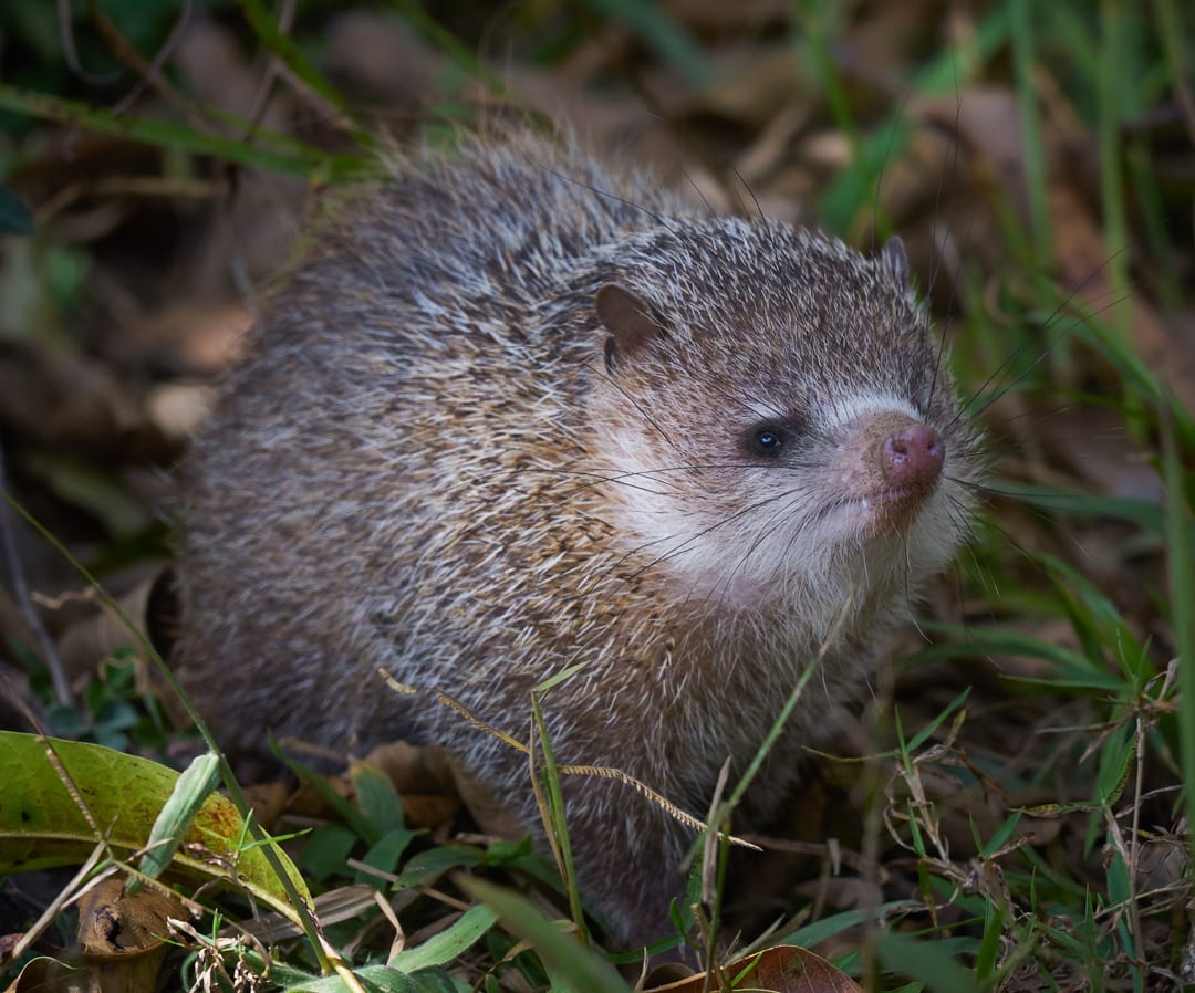 Common Tenrec Facts Critterfacts