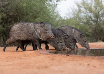 javelina or skunk pigs drinking from pond