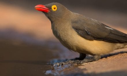 Red-billed Oxpecker