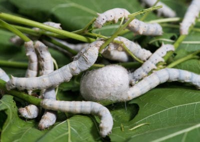 Silkworm | CRITTERFACTS