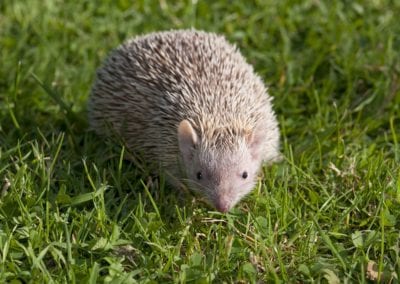 tenrec on grass