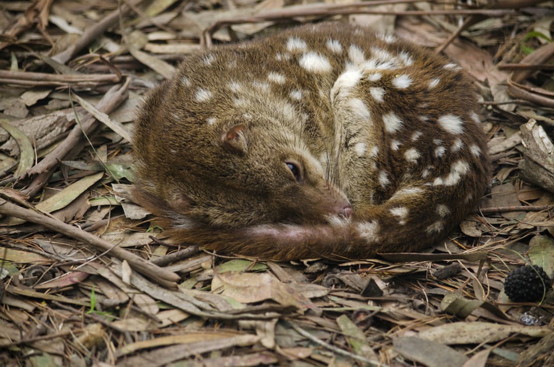 Quoll Facts Critterfacts