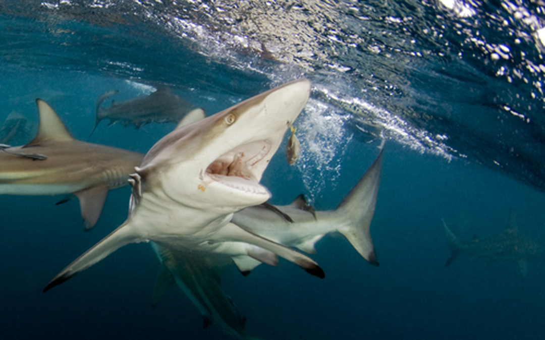 black tip shark teeth