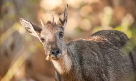 Goral