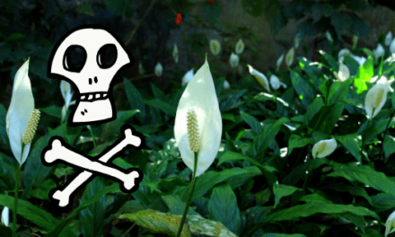Houseplants and Curious Friends: Keeping Your Pet Safe
