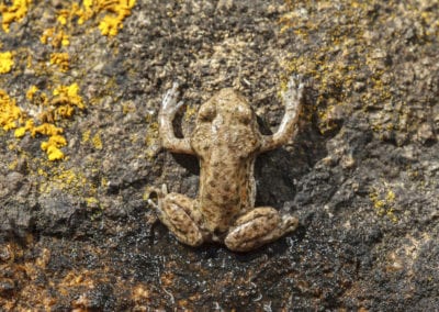 A young Common midwife toad, Alytes obstetricans leaving the pond where it was born