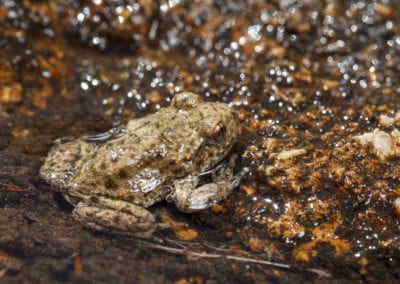 A young Common midwife toad in shallow pond