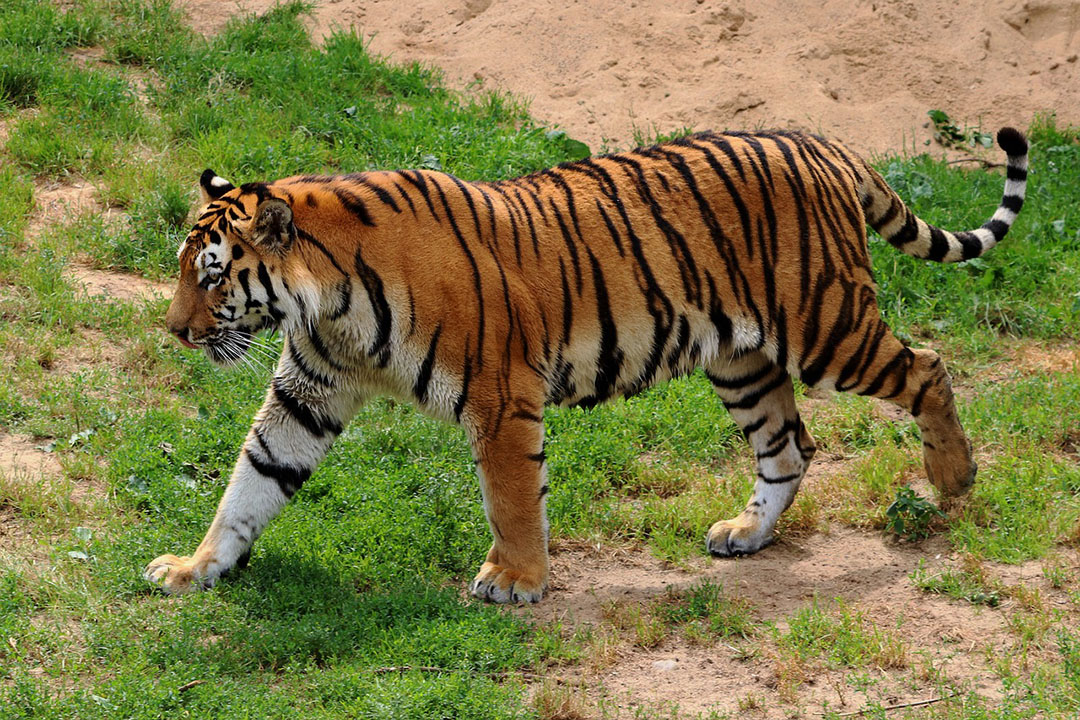 Siberian Tiger Facts | CRITTERFACTS