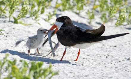 Black Skimmer