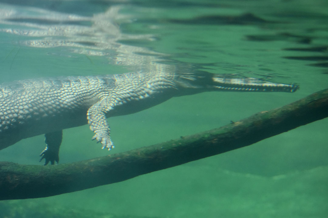 Gharial Facts | CRITTERFACTS