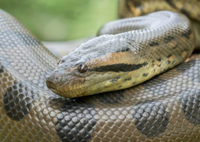 Green Anaconda Snake