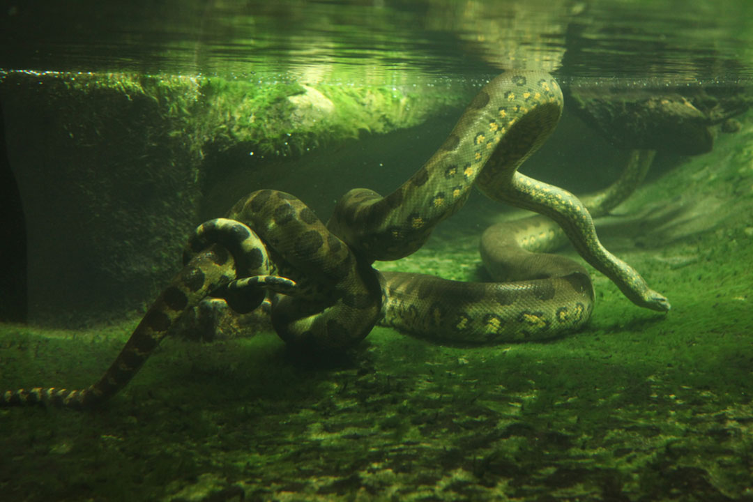 Green Anaconda Facts CRITTERFACTS