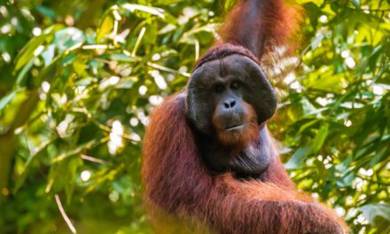 Orangutan