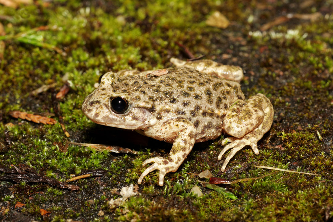 Midwife Toad Facts | CRITTERFACTS