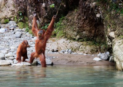 Orangutans playing in water
