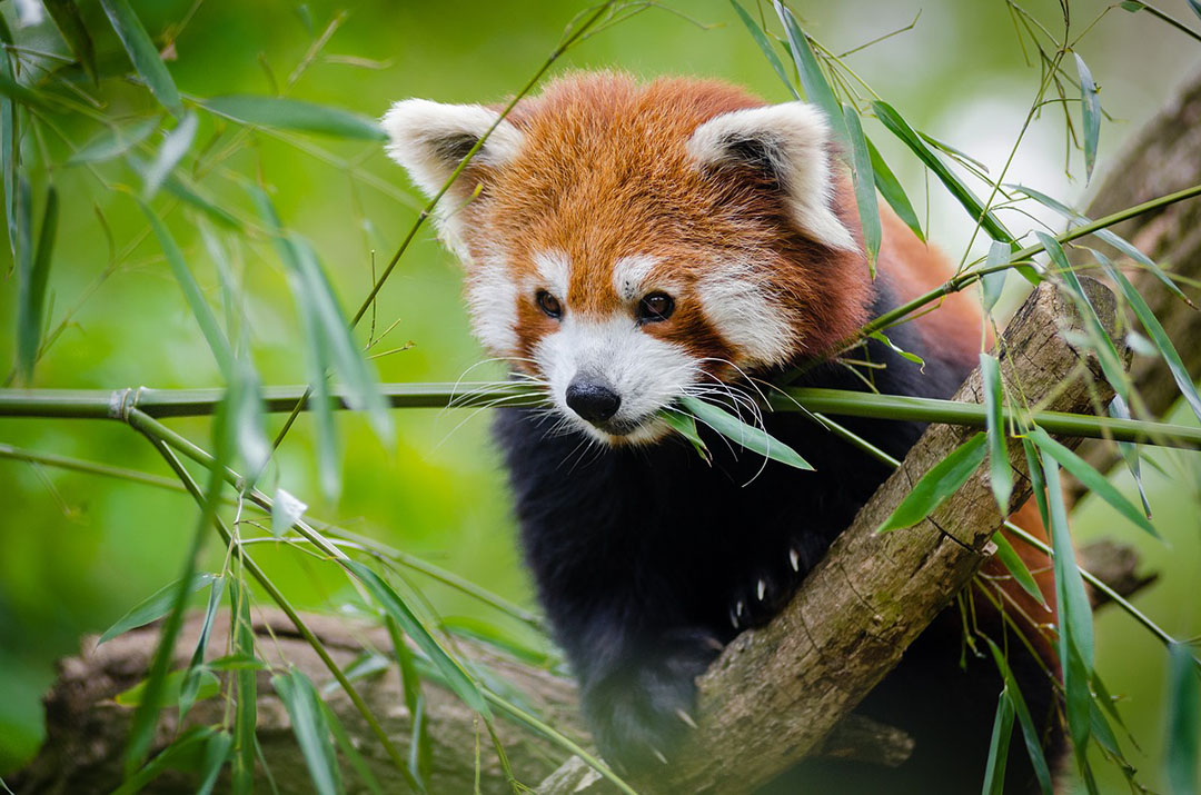 Red Panda Facts Critterfacts