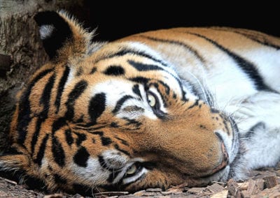 Siberian tiger laying down looking at camera