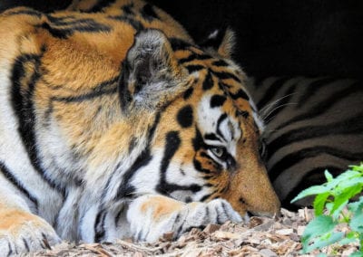 Siberian tiger laying on paw