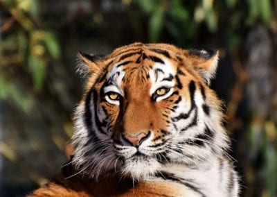 Siberian tiger with ears down