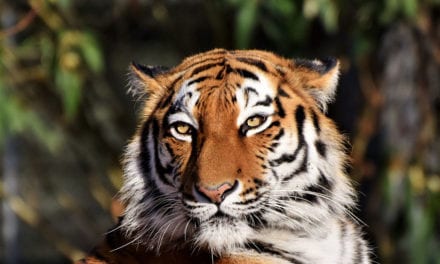 Siberian Tiger