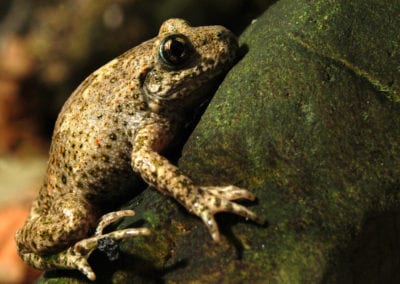 The common midwife toad Alytes obstetricans on moss