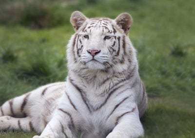 White bengal tiger relaxing on grass
