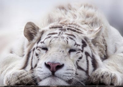 White bengal tiger sleeping