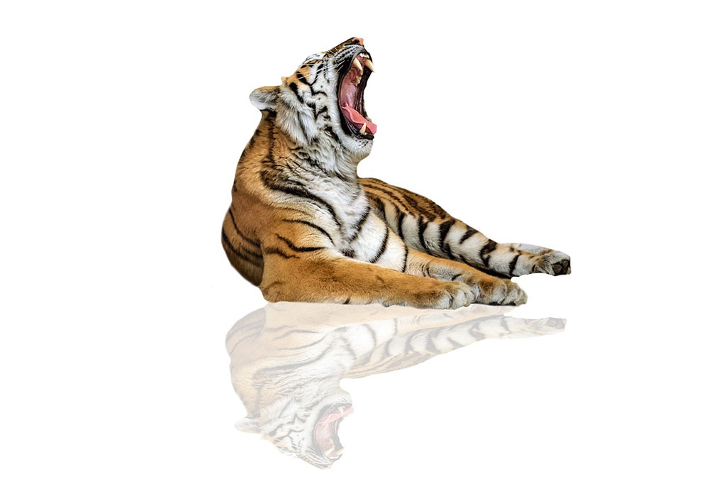 Bengal Tiger Facts - CRITTERFACTS