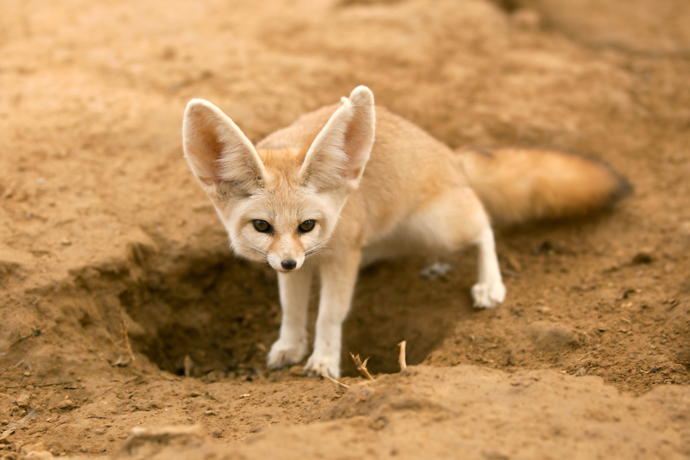 Fennec Fox Facts - CRITTERFACTS