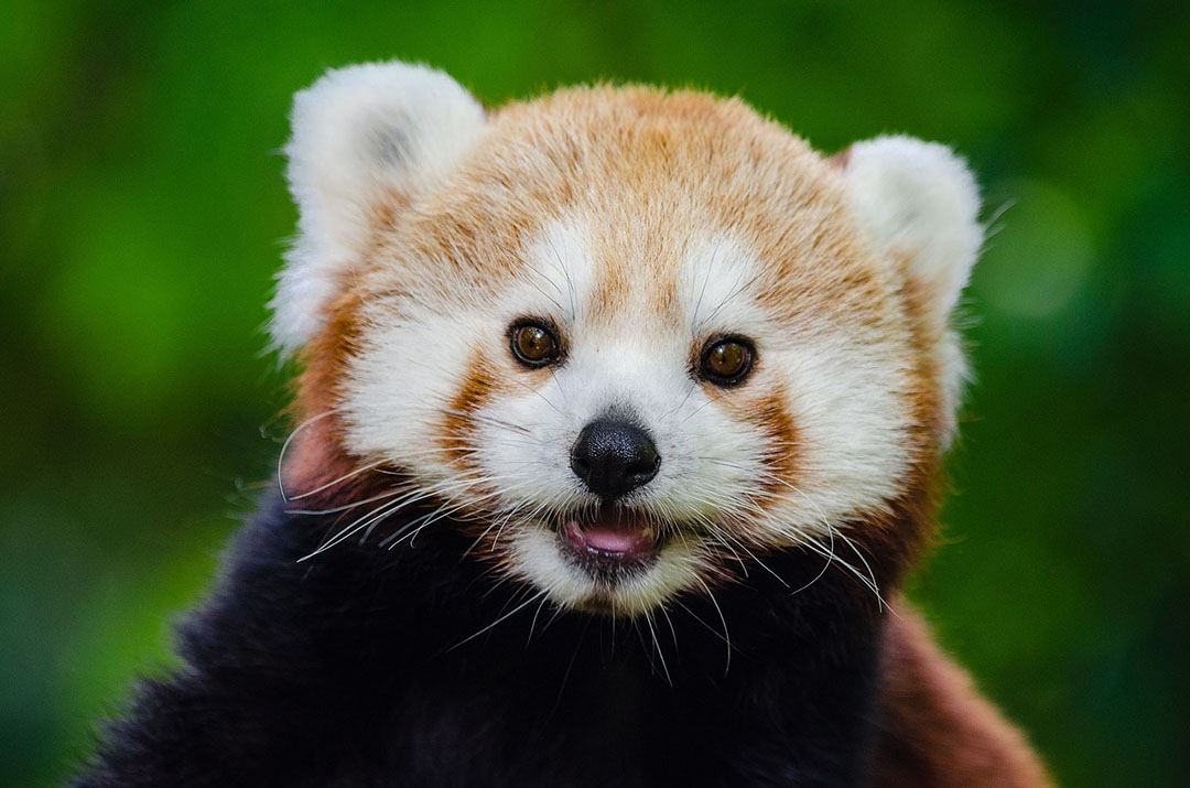 Red Panda Facts Critterfacts