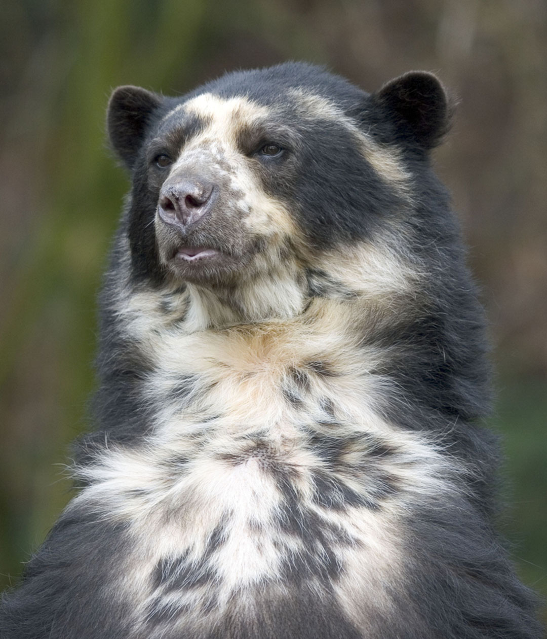 Spectacled Bear | CRITTERFACTS