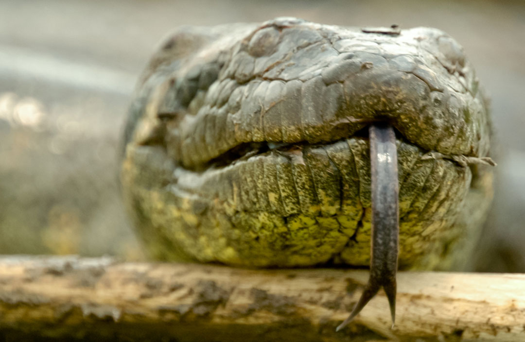 green anaconda size national geographic