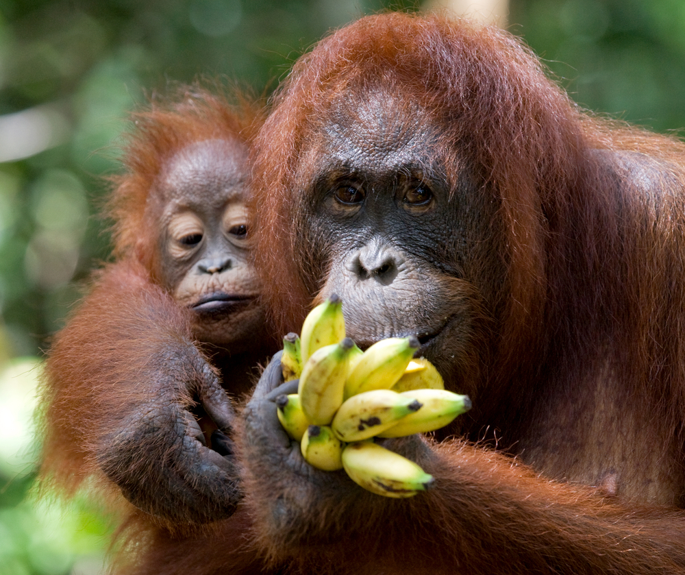  Orangutan  CRITTERFACTS