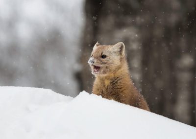 American pine marten meanders through the snow in Algonquin Provincial Park, Ontario