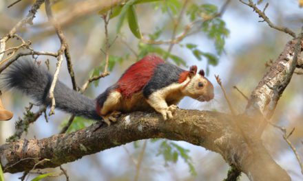 Indian Giant Squirrel
