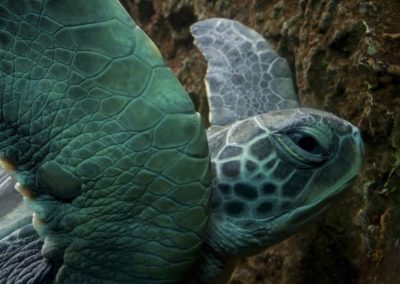 Closeup of a green sea turtle
