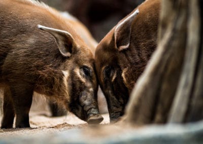Cute Red River Hogs (Piglets)