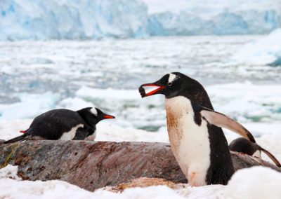 Cute gentoo penguin running with a pebble on Cuverville Island in Antarctica