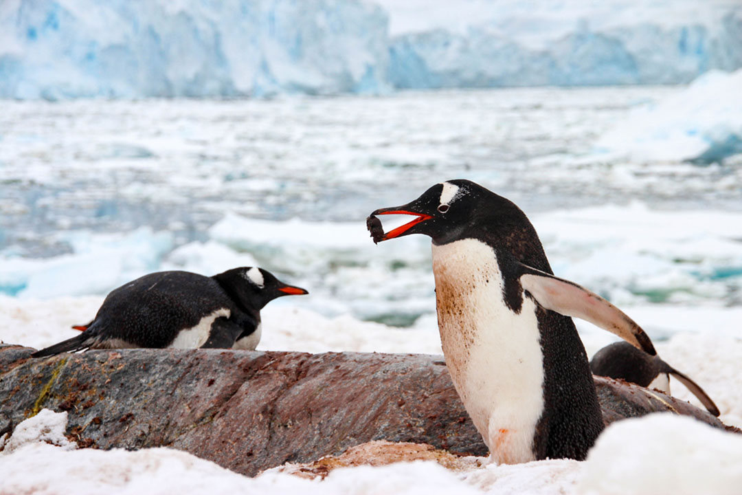 Gentoo Penguin Facts Critterfacts 