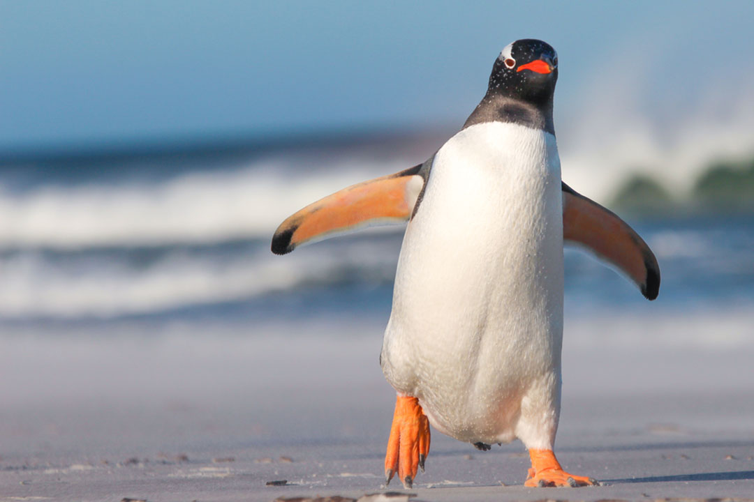 gentoo-penguin-facts-critterfacts