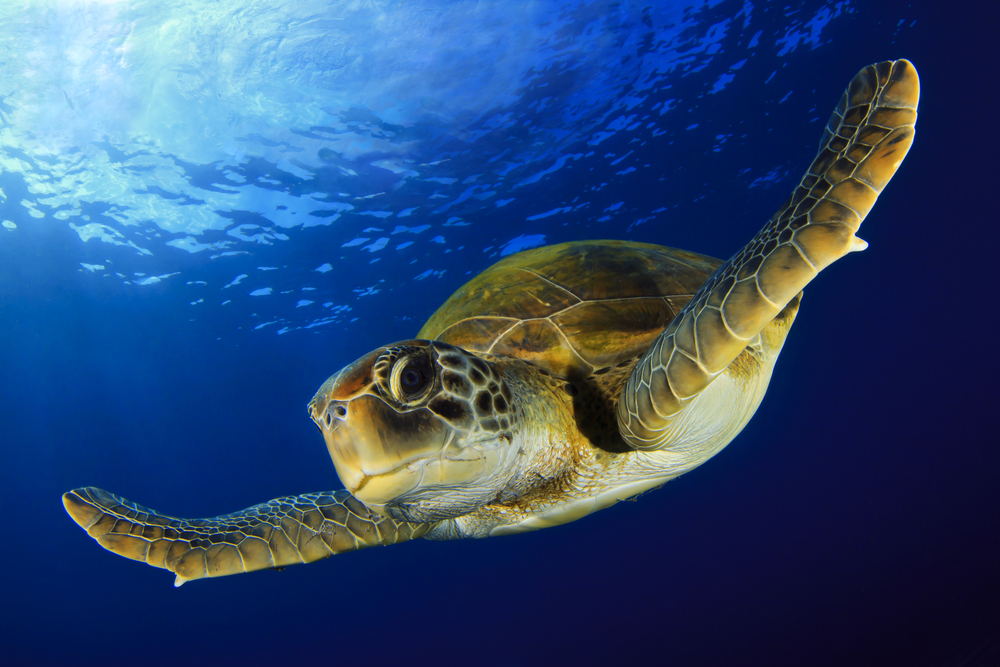 Labeled Green Sea Turtle